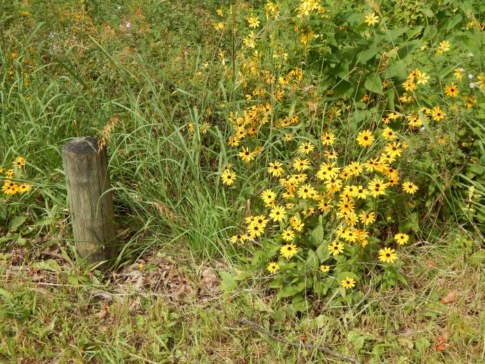 Prairie Meadow Flora