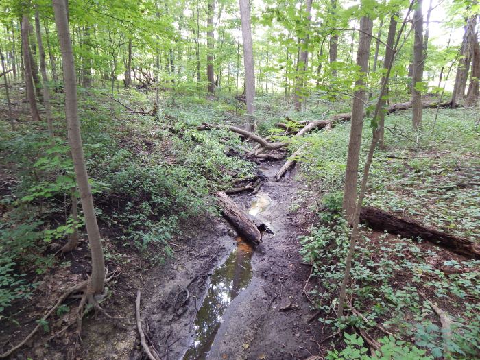 Interior Woodland #3