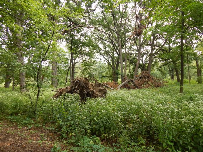 "If a tree falls in the forest does anyone..."