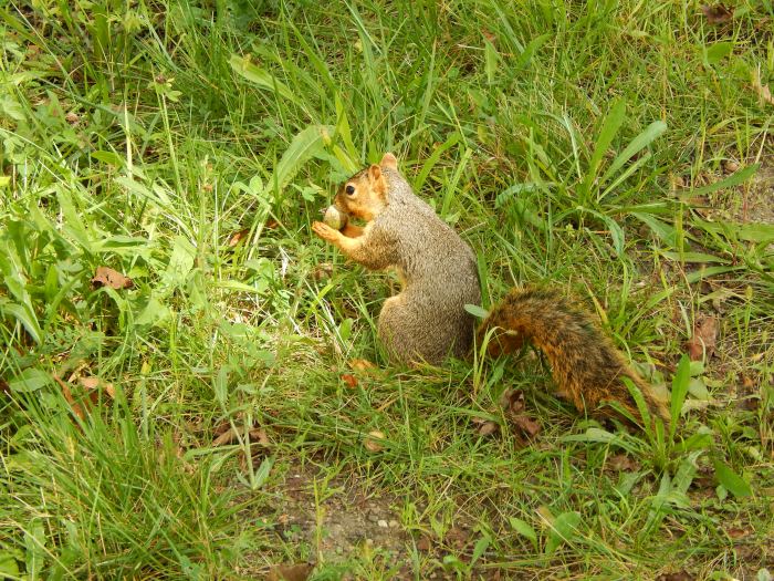 This squirrel wouldn't give me his name-he was busy with a mouthful of acorn.