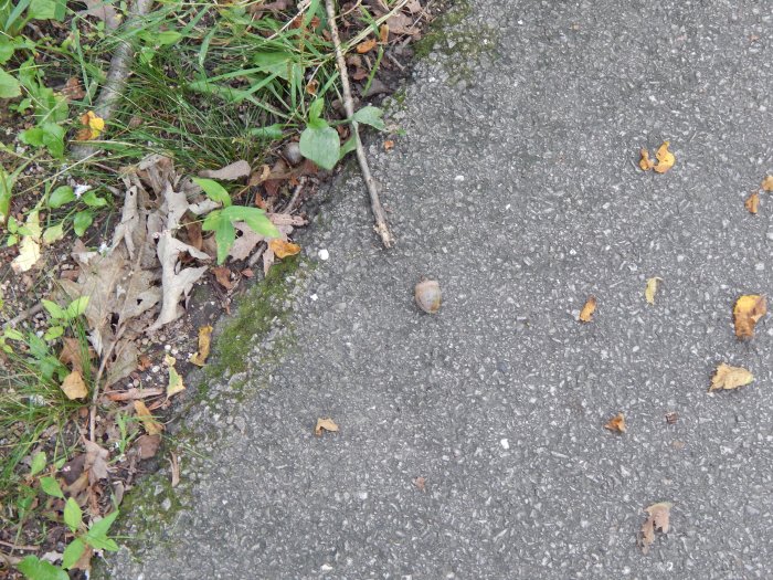 This acorn was on the look out for squirrels.