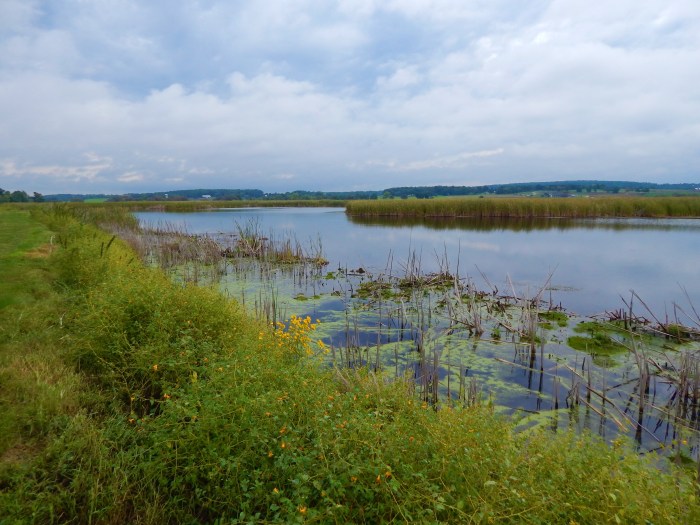 Horicon Marsh mid morning ©Ann Johnson Kingdom Venturers