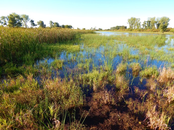Alone at Horicon Marsh